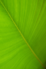 Patterns and details of green leaves