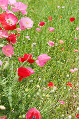 Obraz premium ピンクのポピーの花