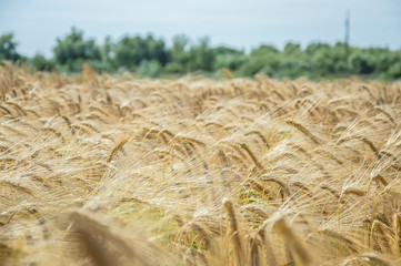 Golden fields of wheat.