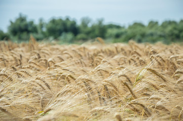 Golden fields of wheat.