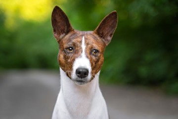 Naklejka na ściany i meble Portrait of a red basenji standing in a summer forest. Basenji Kongo Terrier Dog.
