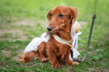 Portrait of a dachshund, red long-haired, in a suit at a parade of dachshunds
