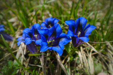 Deep blue stemless gentian in Slovenian alps