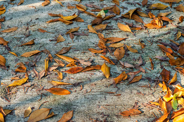 Yellow fallen autumn leaves on the on the cement sidewalk.