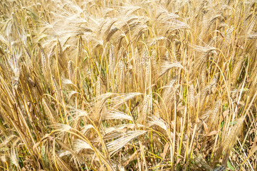 Golden fields of wheat.