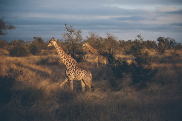 giraffe in africa