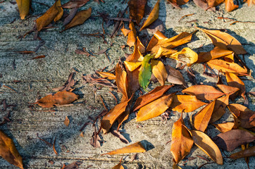 Yellow fallen autumn leaves on the on the cement sidewalk.