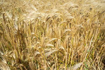 Golden fields of wheat.