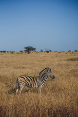 Obraz premium zebra in africa