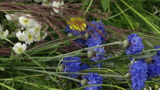 Decorative garden herbs and flowers, floral background