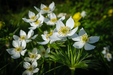White narcissus anemone in Slovenian alps