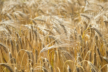 Golden fields of wheat.