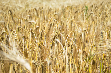 Golden fields of wheat.
