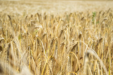 Golden fields of wheat.