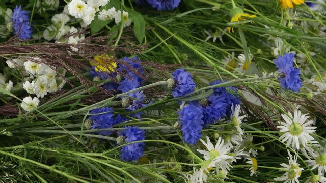 Decorative garden herbs and flowers, floral background