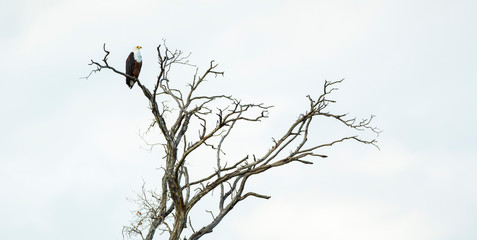 African Fish Eagle, Kasanka National Park, Serenje, Zambia, Africa