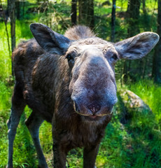 Fototapeta premium Elk in Sweden