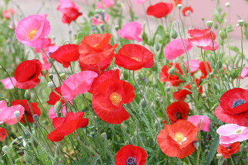 赤いポピーの花