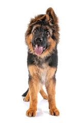 puppy german shepherd