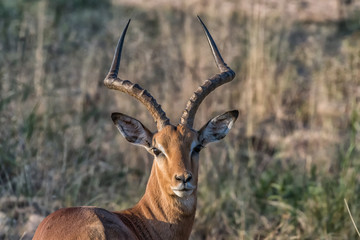 Impala ram looking back towards the camera