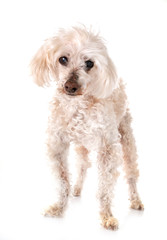 old poodle in studio