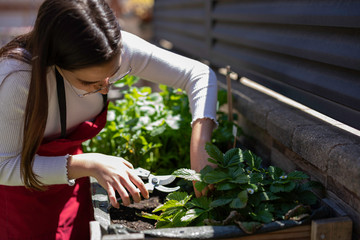 Beautiful woman taking care of urban vegetables garden