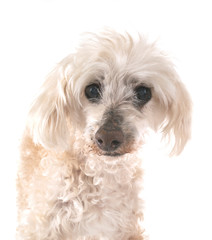 old poodle in studio