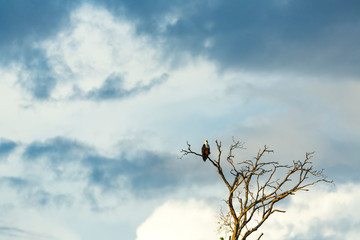 African Fish Eagle, Kasanka National Park, Serenje, Zambia, Africa
