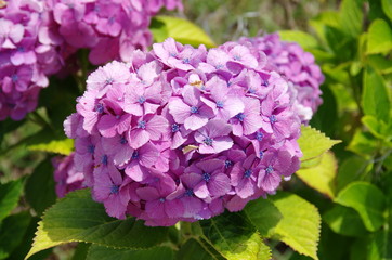 アジサイの花