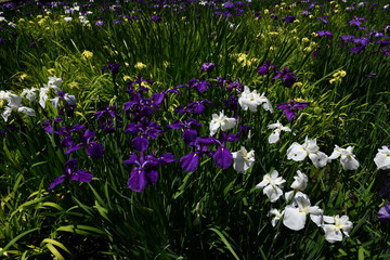Fototapeta premium 花菖蒲