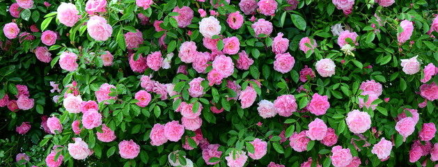 Ramblerrosen - Banner und Hintergrund