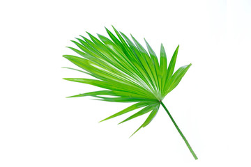 Fototapeta na wymiar green palm leaves (Livistona Rotundifolia palm tree) isolated on white background