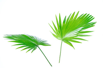 green palm leaves (Livistona Rotundifolia palm tree) isolated on white background