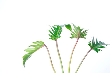 Real monstera leaves decorating for composition design.Tropical,botanical nature concepts ideas