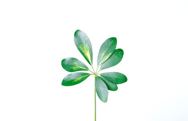 Real Schefflera Octophylla leaves decorating for composition design.Tropical,botanical nature concepts ideas
