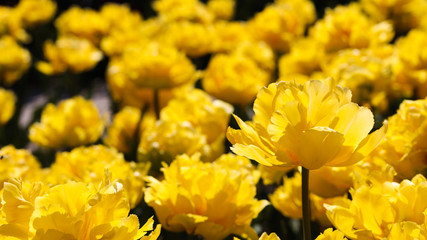 Beautiful bouquet of tulips nature background.