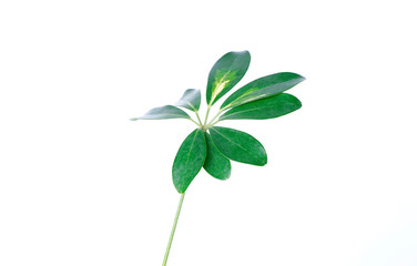 Real Schefflera Octophylla leaves decorating for composition design.Tropical,botanical nature concepts ideas