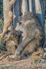 Young chacma baboon suckling on its sleeping mother