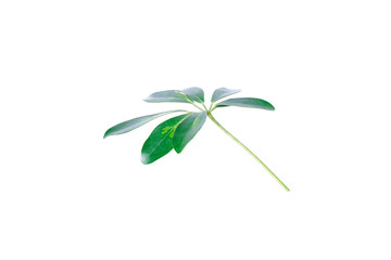 Real Schefflera Octophylla leaves decorating for composition design.Tropical,botanical nature concepts ideas