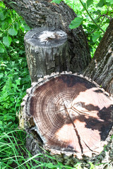 Tree and stump on green grass background.