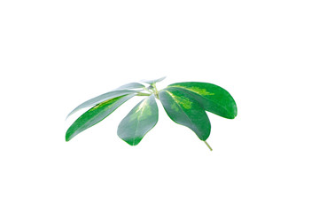 Real Schefflera Octophylla leaves decorating for composition design.Tropical,botanical nature concepts ideas