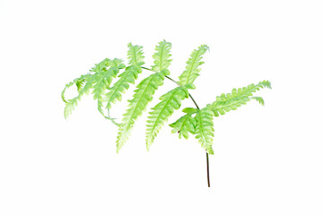 Tranlucent fern leaf isolated on white background