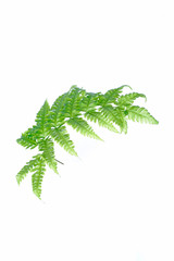 Tranlucent fern leaf isolated on white background