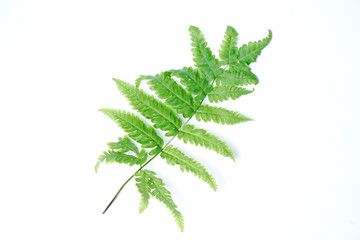 Tranlucent fern leaf isolated on white background