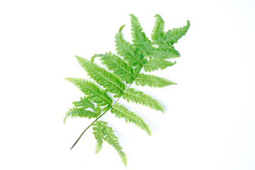 Tranlucent fern leaf isolated on white background