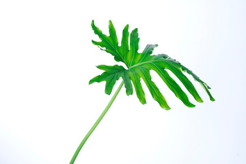 philodendron xanadu summer tropical plant leaf the tropical evergreen vine on white background