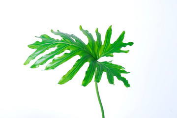 philodendron xanadu summer tropical plant leaf the tropical evergreen vine on white background