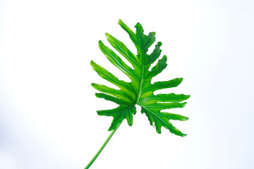 philodendron xanadu summer tropical plant leaf the tropical evergreen vine on white background
