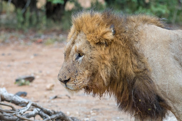 Profile of a scarred male lion