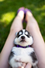 A little husky puppy is lying on the girl's lap.